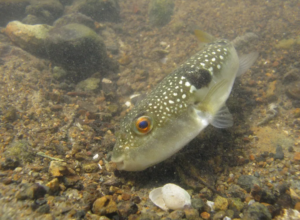 河豚现代生物参考照片