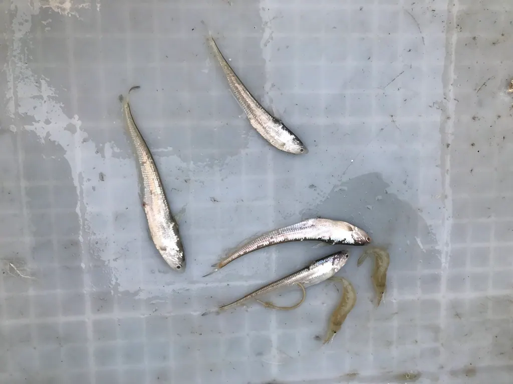 鱽鱼现代生物参考照片