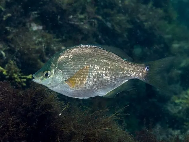 青鲋现代生物参考照片
