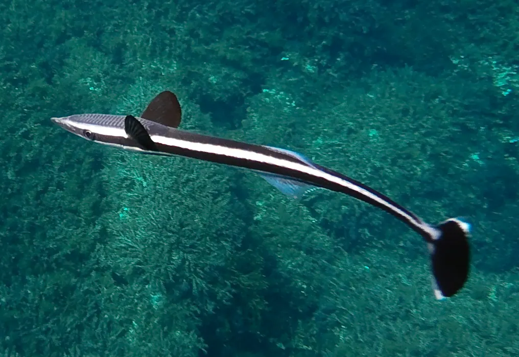 印鱼现代生物参考照片