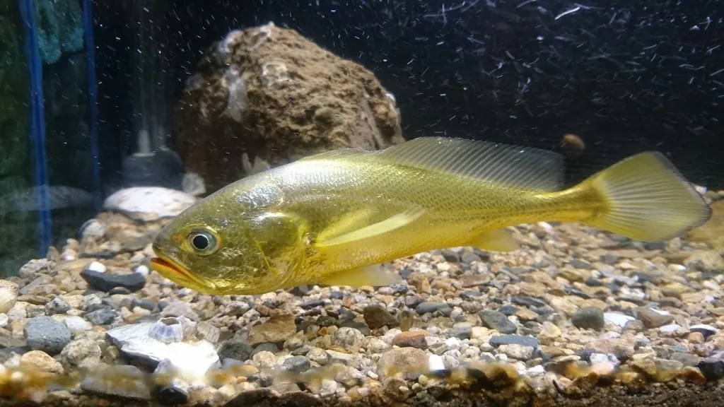 石首鱼现代生物参考照片