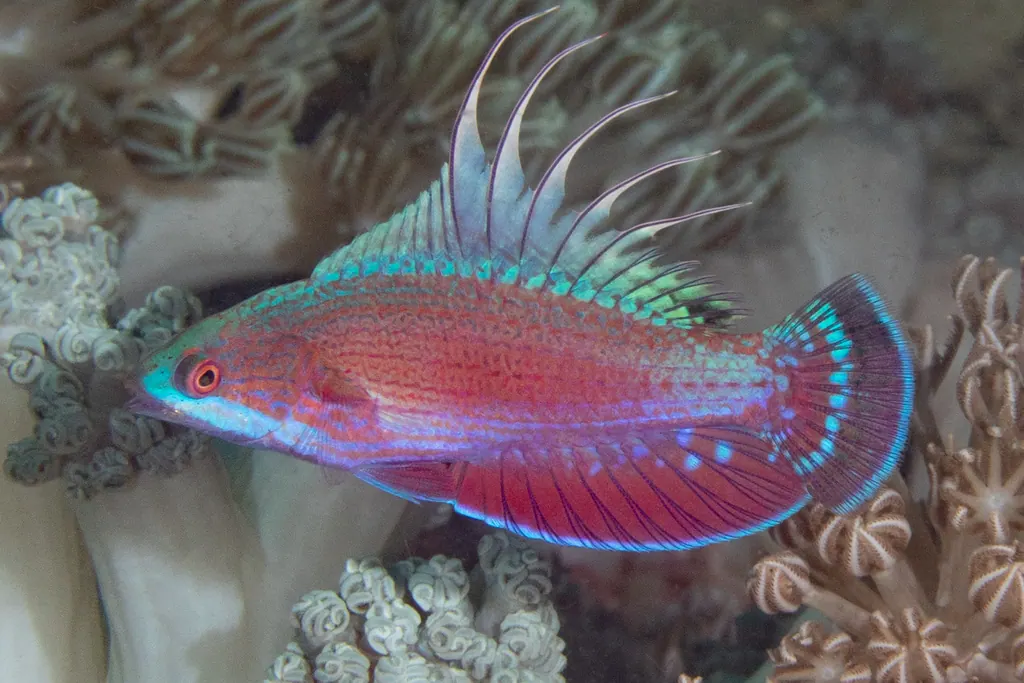 红鱼现代生物参考照片