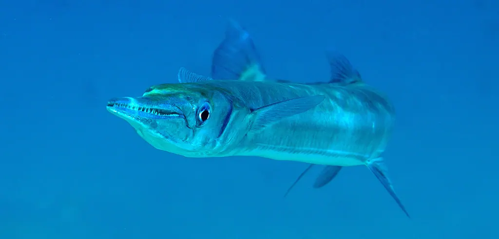 海鱵现代生物参考照片