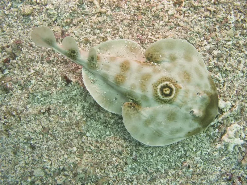 麻鱼现代生物参考照片