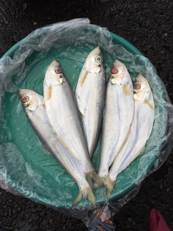 鳓鱼现代生物参考照片