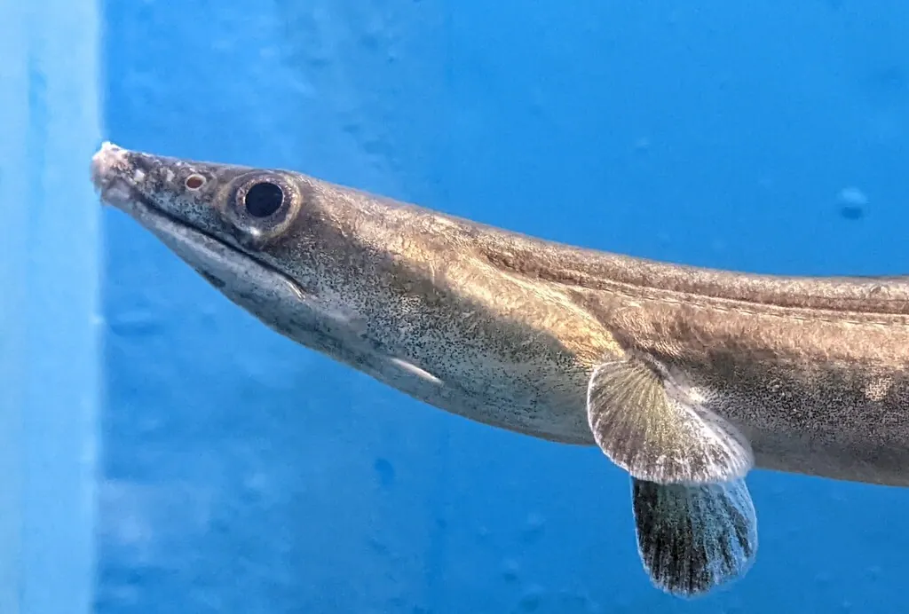 鳗腮鱼现代生物参考照片