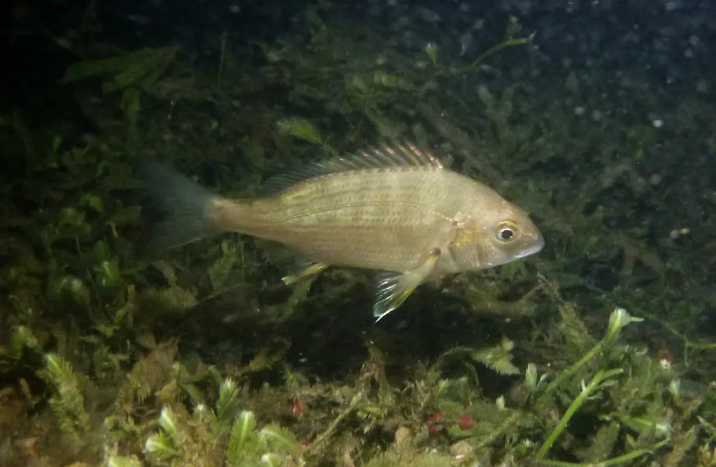 黄鲋现代生物参考照片