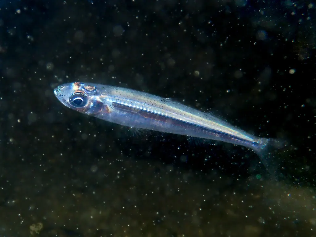 参蕉鱼现代生物参考照片
