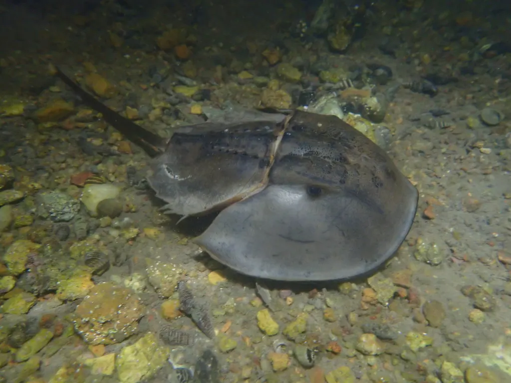 兜甲鱼现代生物参考照片