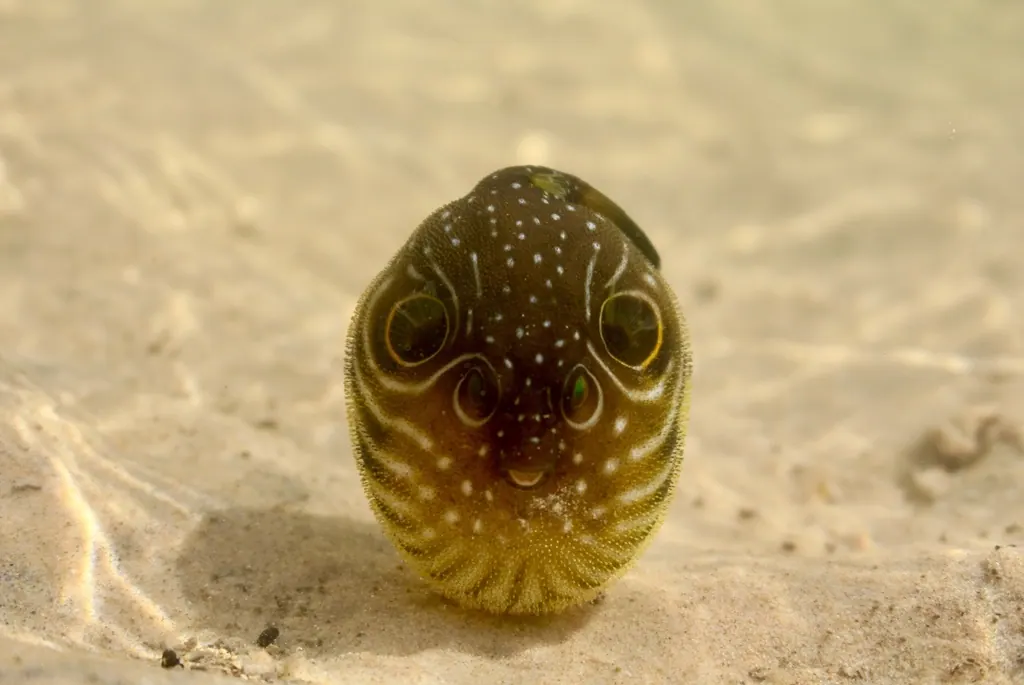空头鱼现代生物参考照片