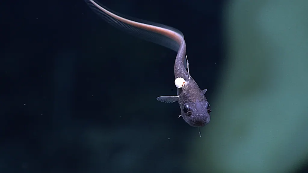 鼠鲇鱼现代生物参考照片