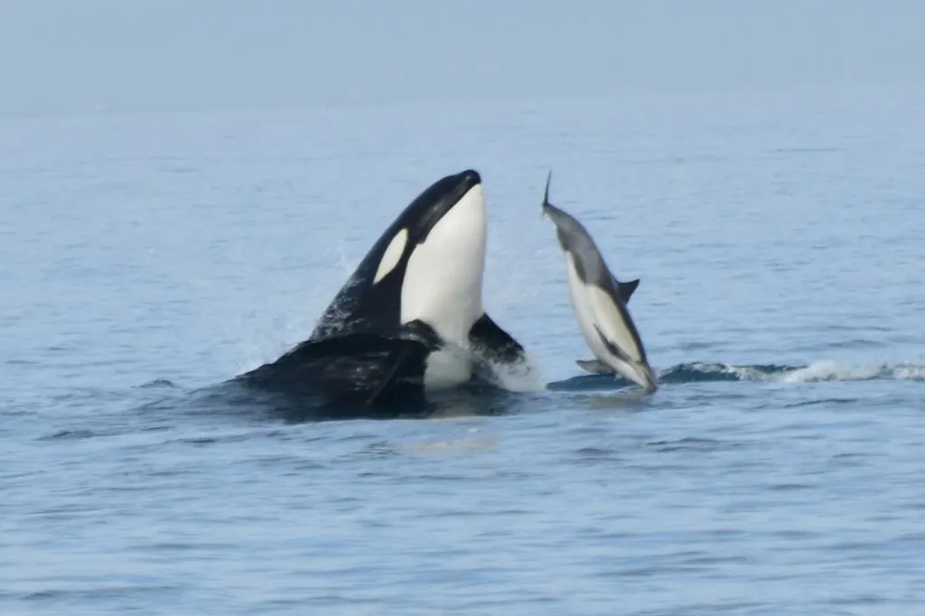 海翁现代生物参考照片