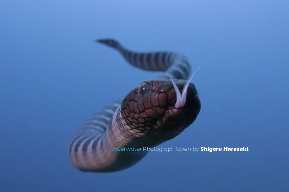 蛟龙现代生物参考照片