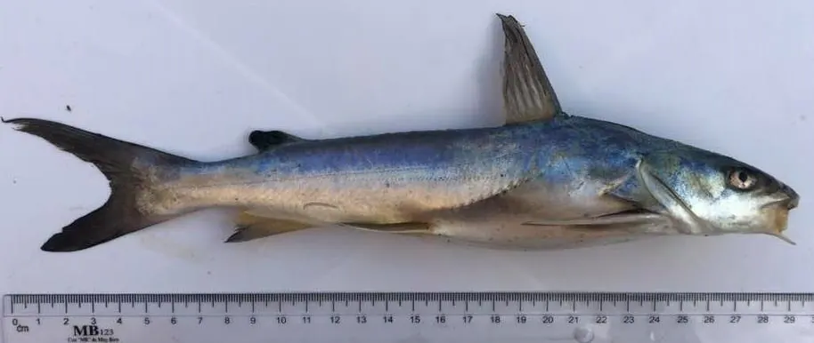 刺鲇现代生物参考照片