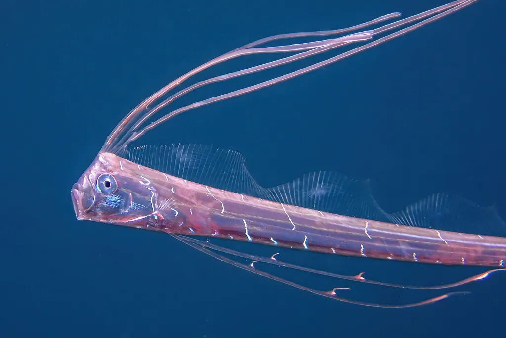虬龙现代生物参考照片