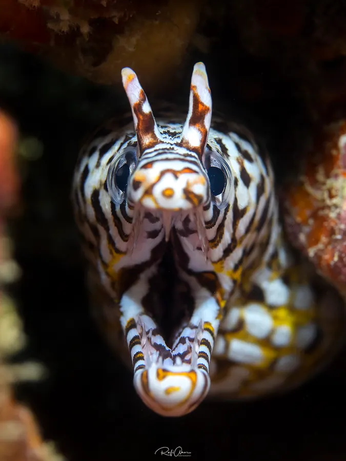 海鳝现代生物参考照片