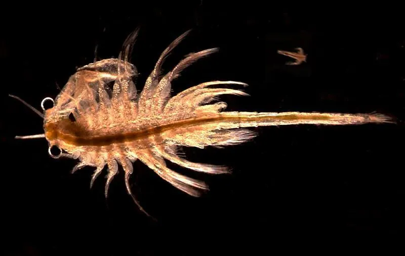 盐龙现代生物参考照片