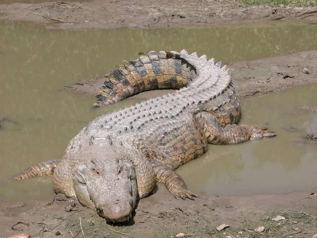 鳄鱼现代生物参考照片