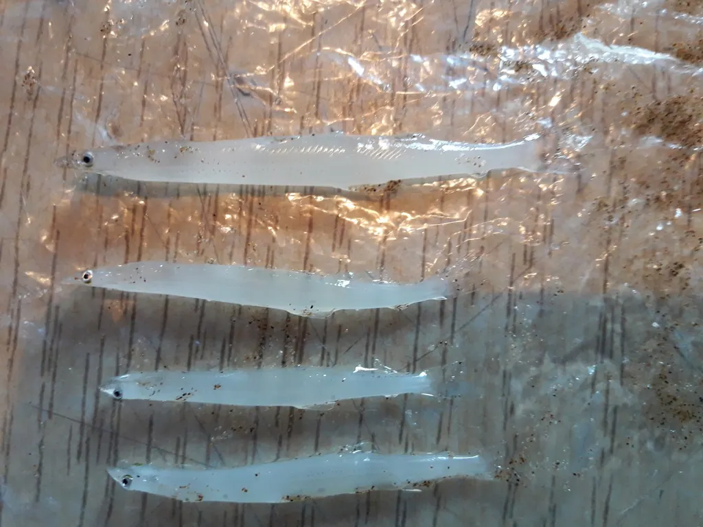 江鱼现代生物参考照片