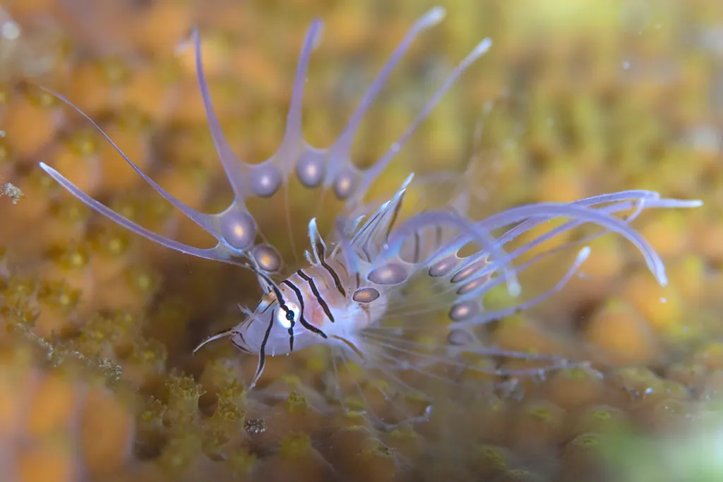 海鳅鱼现代生物参考照片