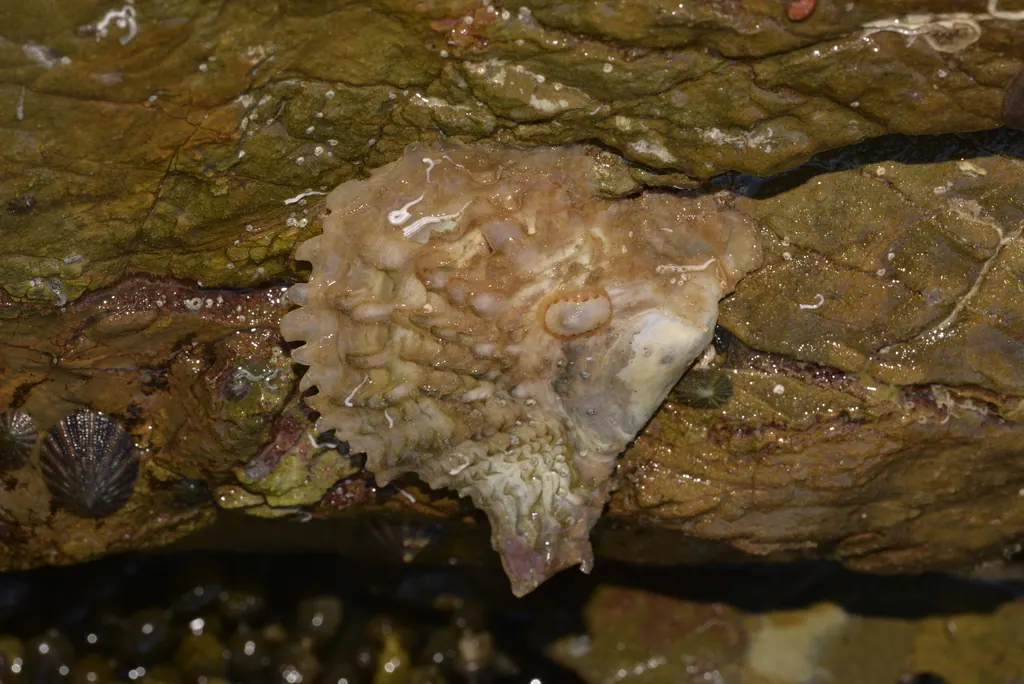 珠蚌现代生物参考照片