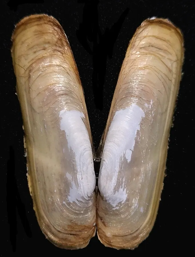 马蹄蛏现代生物参考照片