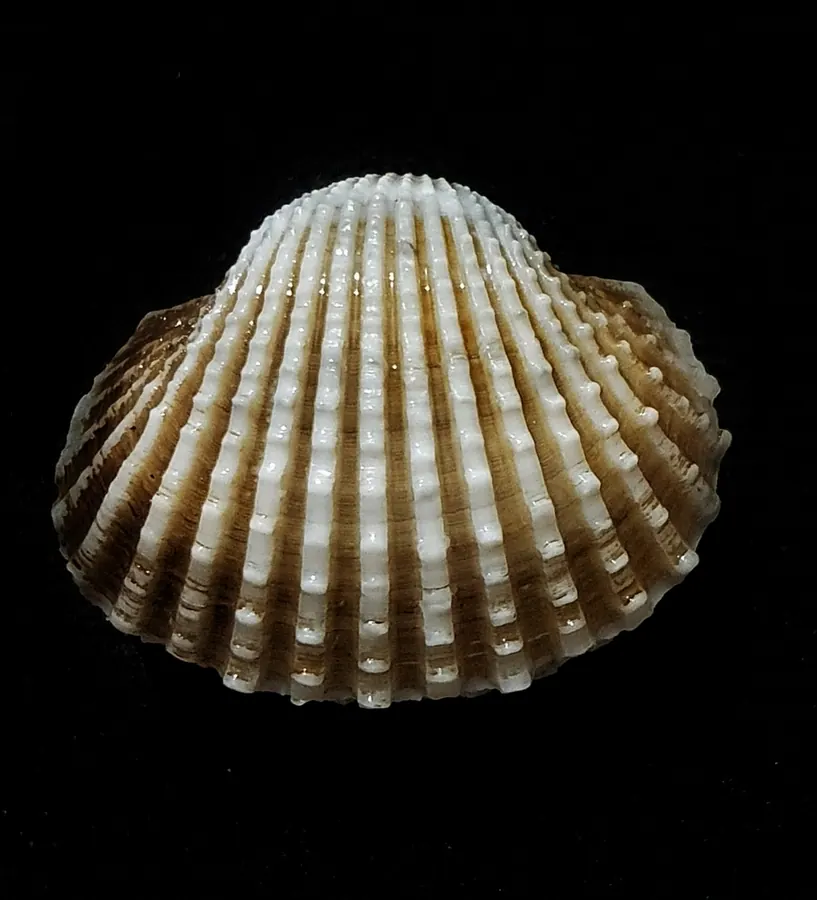 大蚶现代生物参考照片