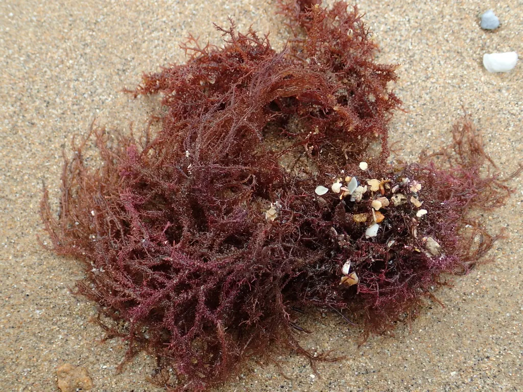 石花菜现代生物参考照片