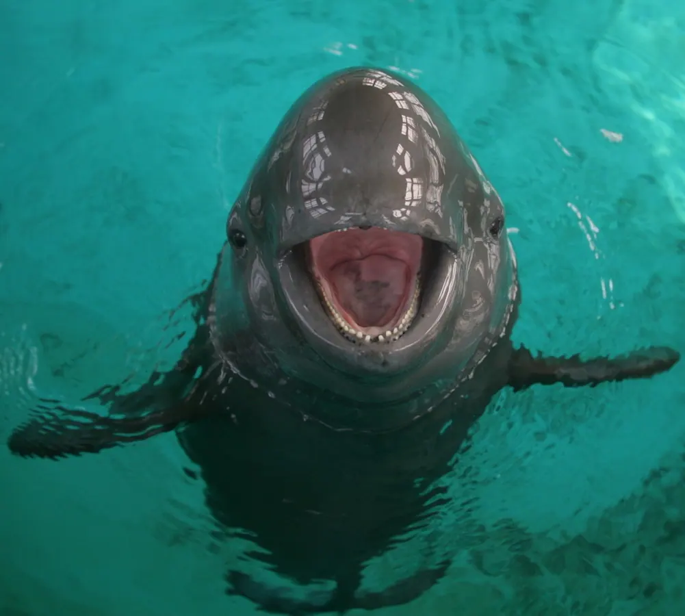 海狶现代生物参考照片