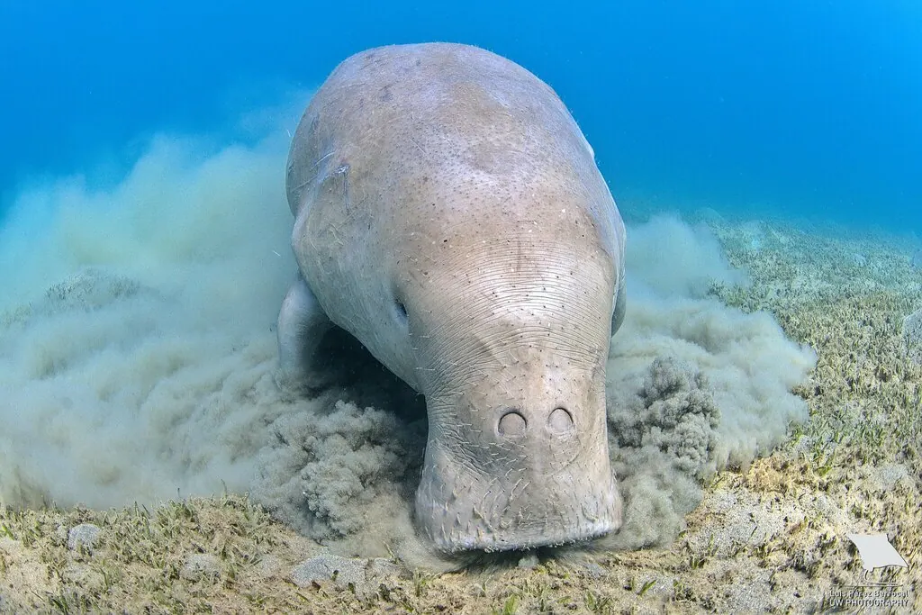 潜牛现代生物参考照片