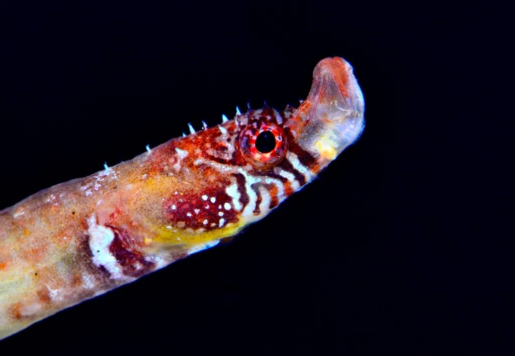 海马现代生物参考照片