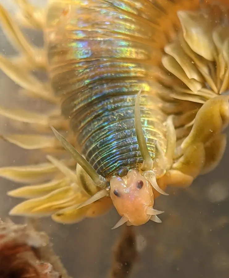 龙肠现代生物参考照片