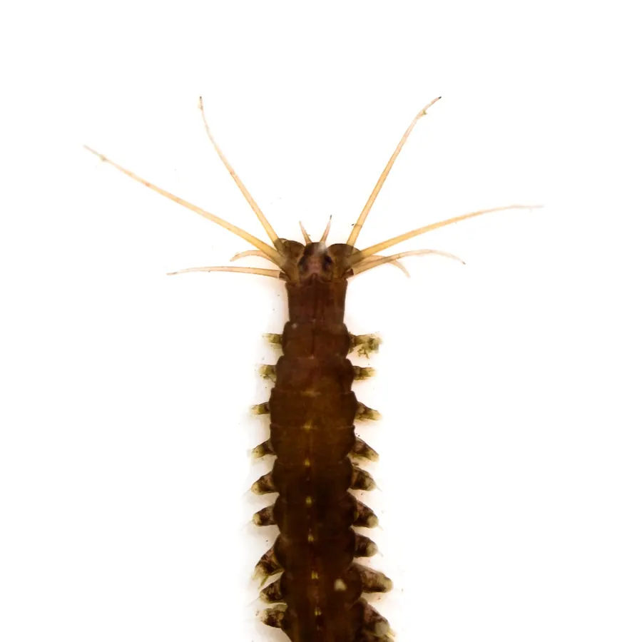 海蚕现代生物参考照片