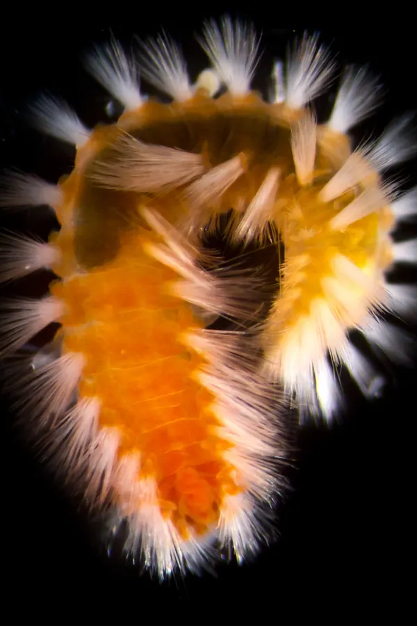海蜈蚣现代生物参考照片