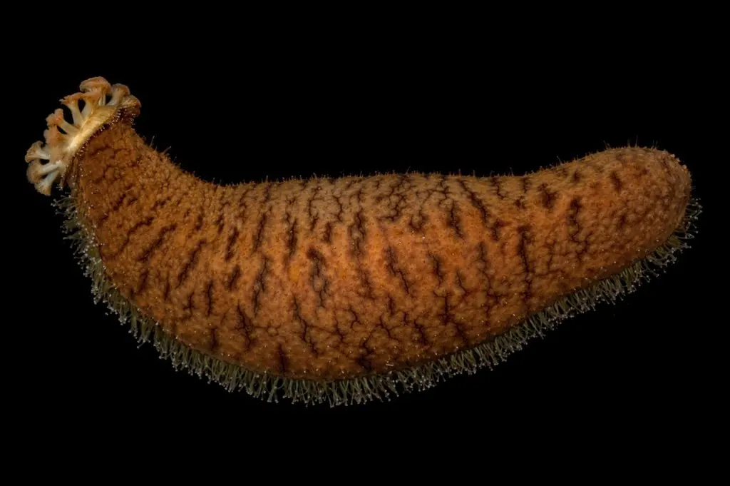 海参现代生物参考照片