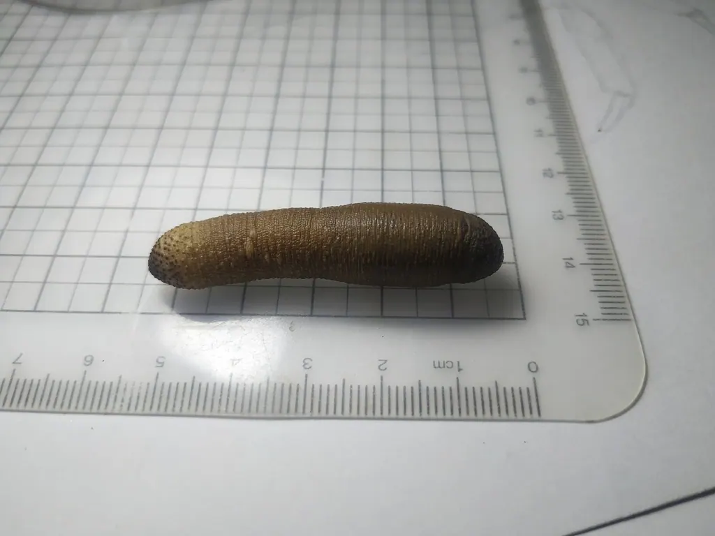 泥笋现代生物参考照片