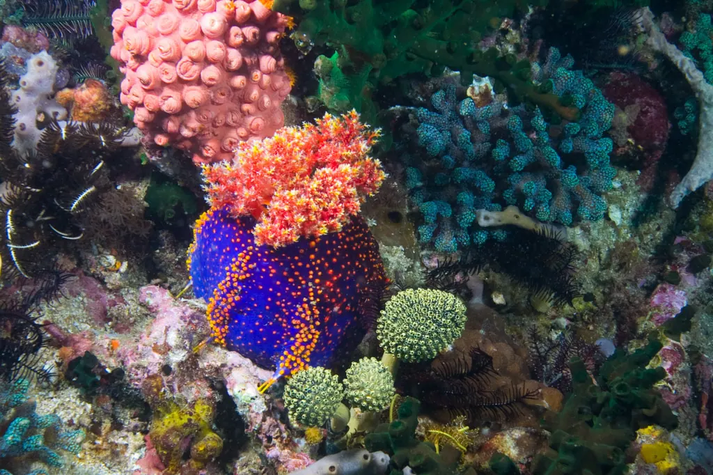 泥刺现代生物参考照片