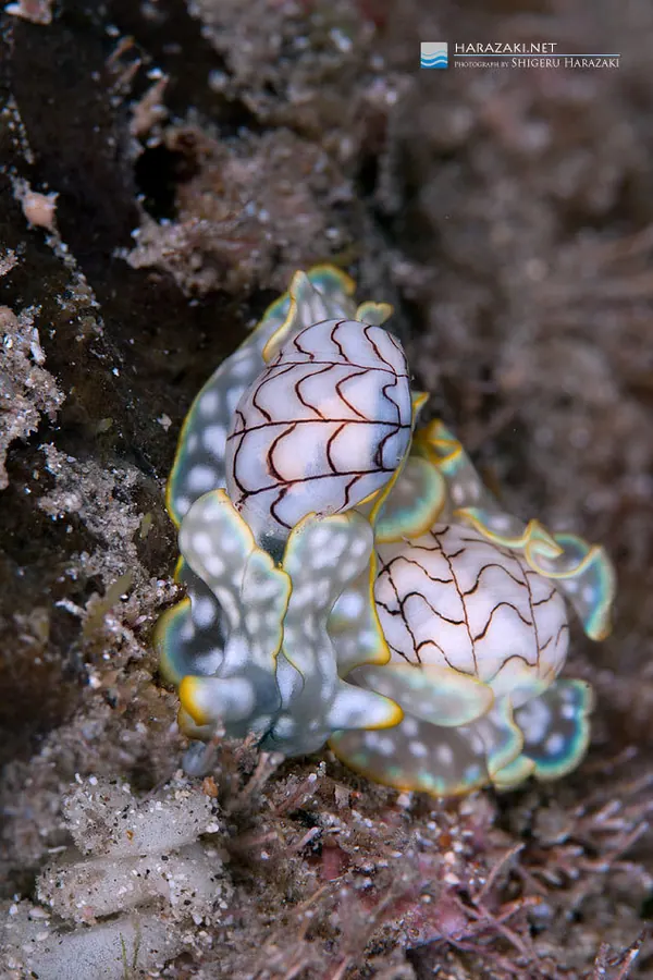 海粉现代生物参考照片