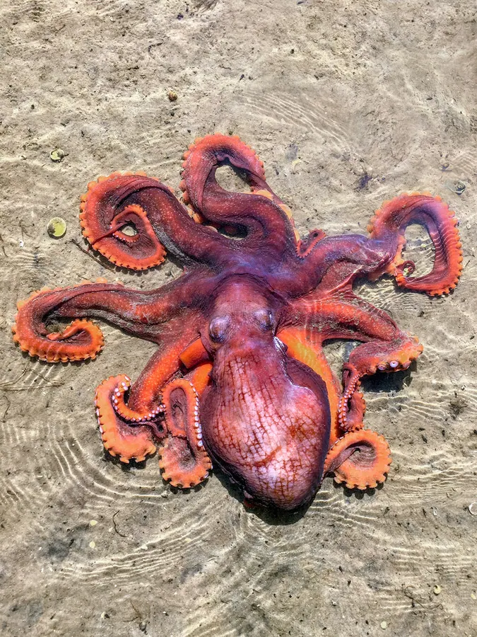 章巨现代生物参考照片