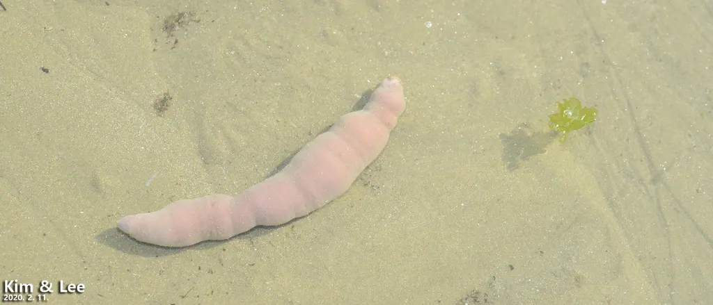 泥肠现代生物参考照片