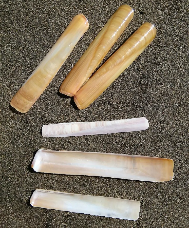 泥翘现代生物参考照片