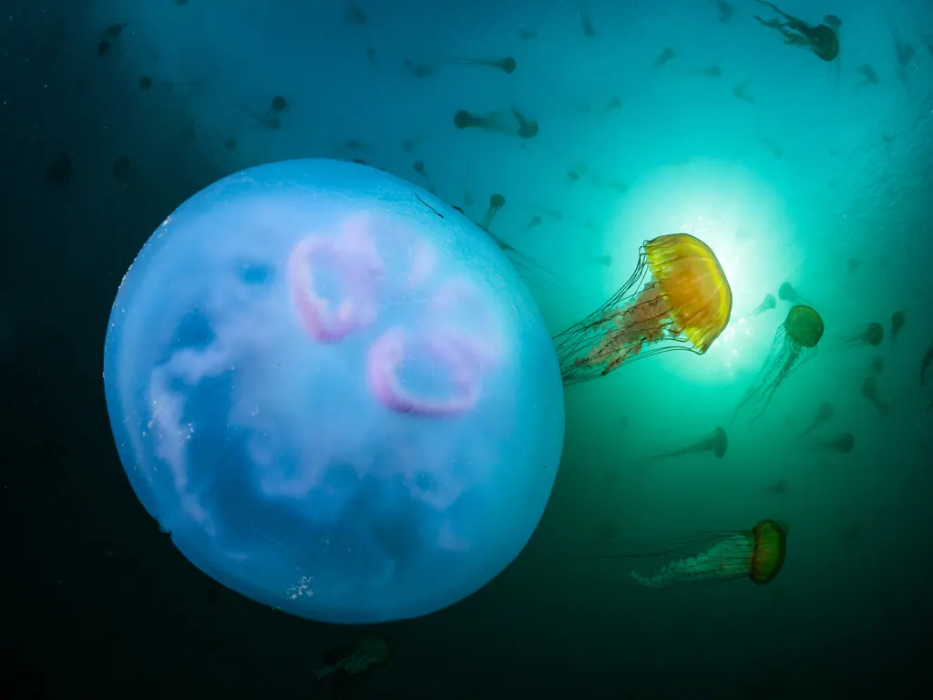 金盏银台现代生物参考照片
