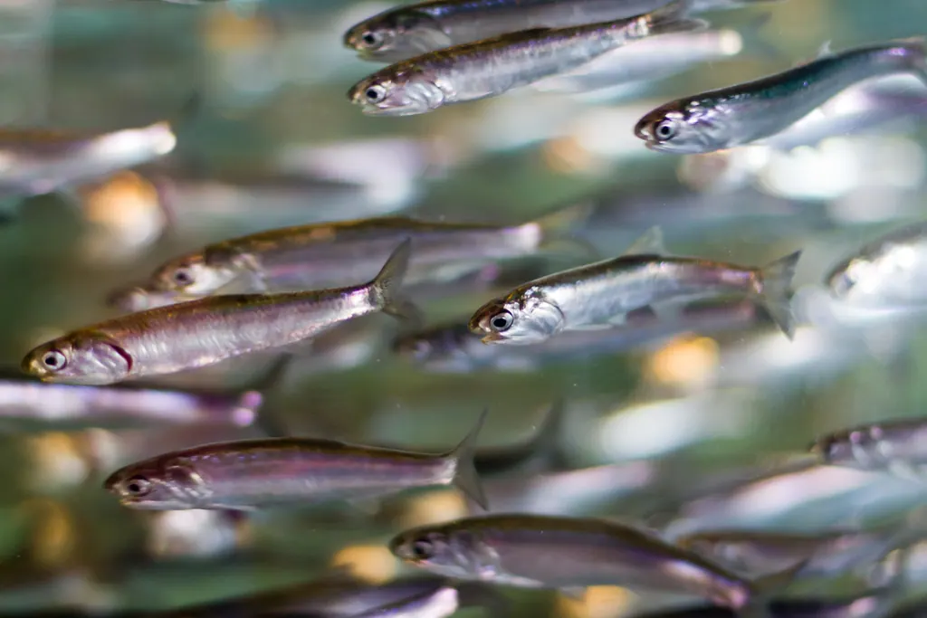 海钉现代生物参考照片