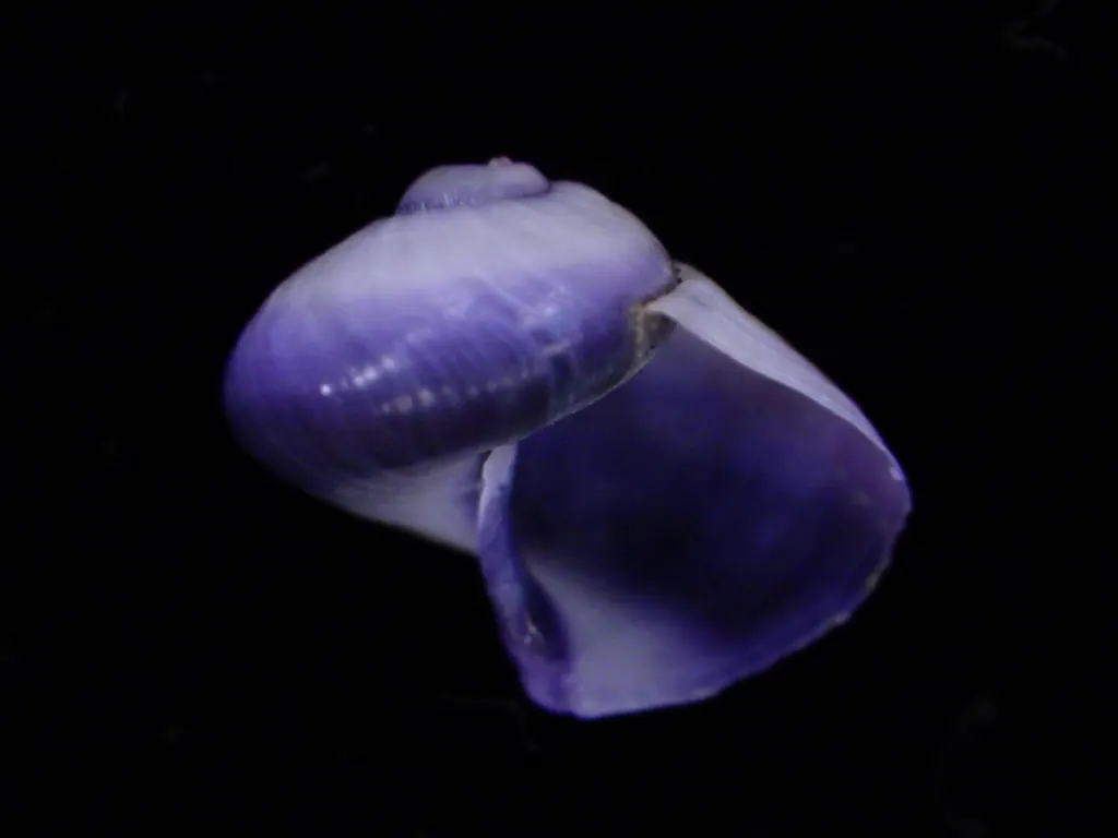 螄螺现代生物参考照片