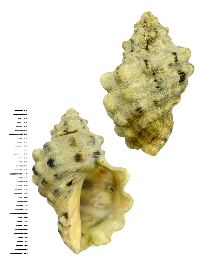 黄螺现代生物参考照片