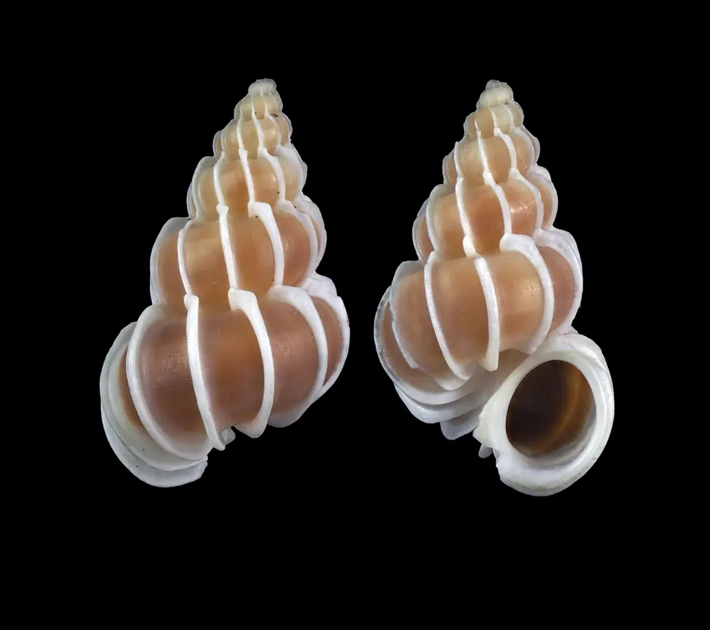 空心螺现代生物参考照片