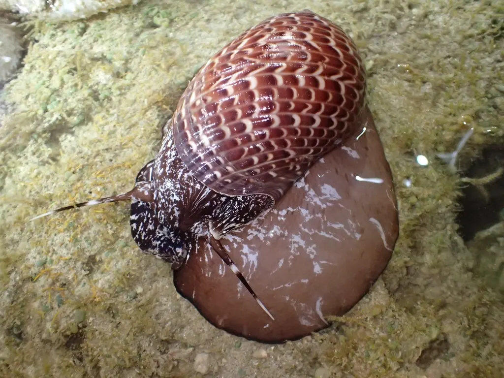 鹌鹑螺现代生物参考照片