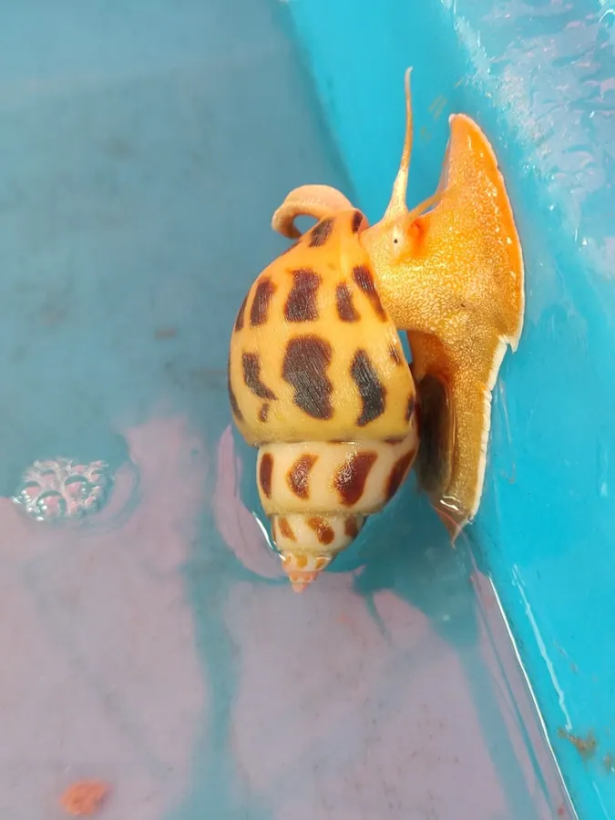 小香螺现代生物参考照片