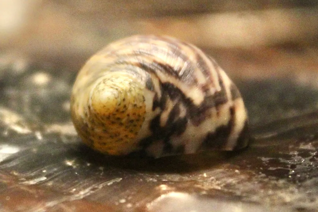 青螺现代生物参考照片