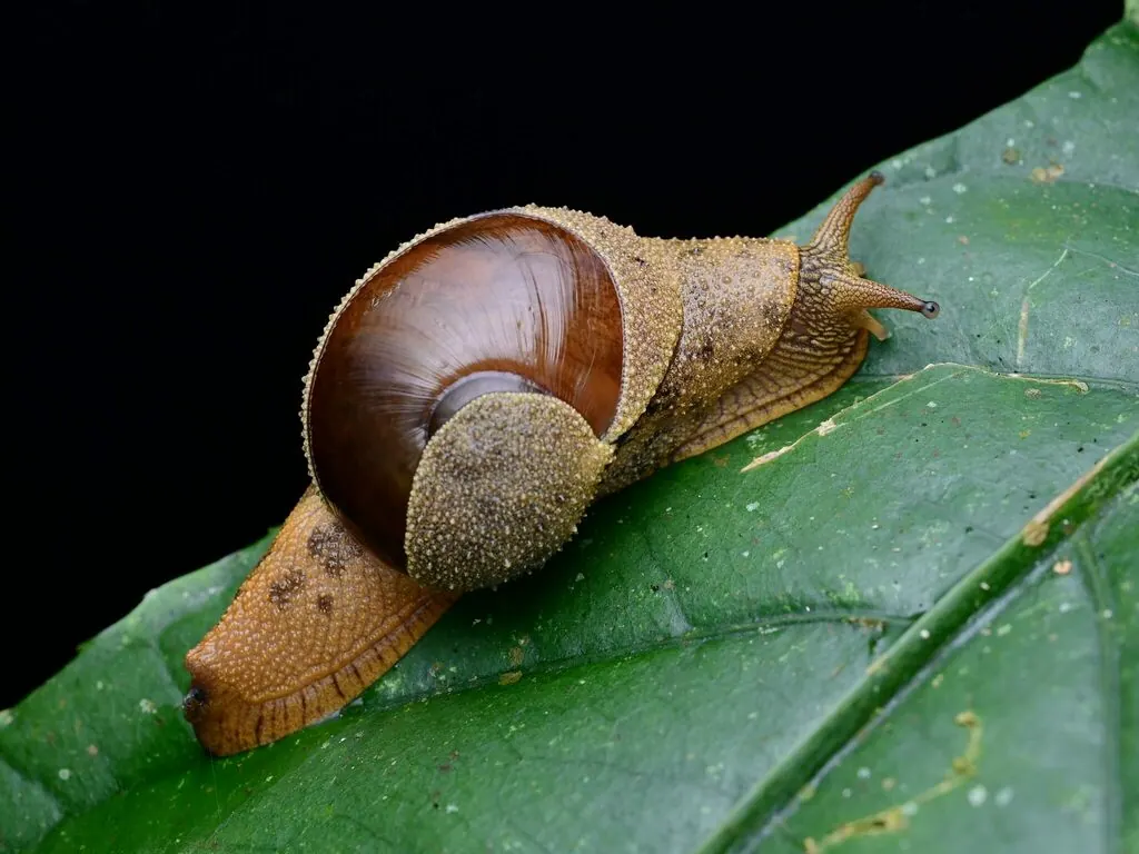 相思螺现代生物参考照片